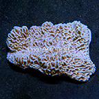 SPS Corals