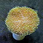 Polyp, Mushroom, and Soft Corals