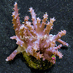 Maricultured Corals