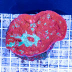 Maricultured Corals