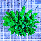 SPS Corals