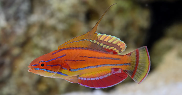 Flasher Wrasse of the Genus Paracheilinus