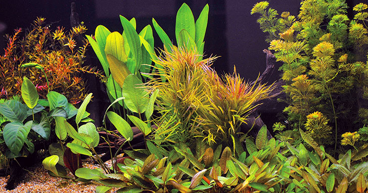 Freshwater Planted Aquarium Care and Maintenance