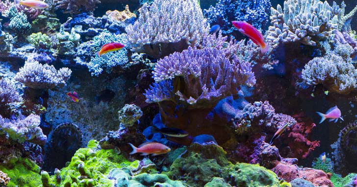 Factors that Influence Coral Coloration