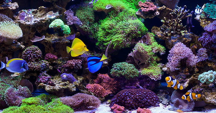 Bij wet silhouet Silicium Water Motion in Reef Aquariums