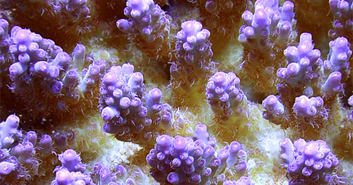 Corals for Reef Aquariums