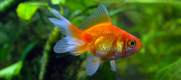 Fantail Goldfish