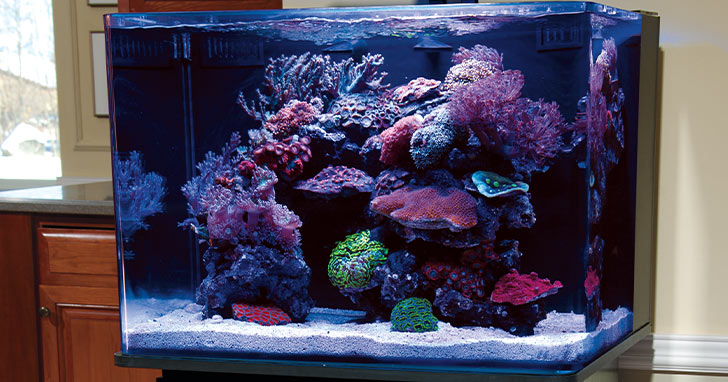 Aquascaping Nano Reef Aquariums