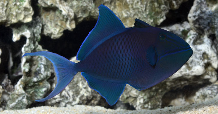 Fish-Only, FOWLR, or Reef: Which Aquarium Setup is Right For You?