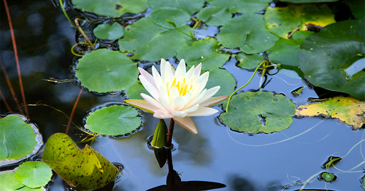 Simplify Pond Planting