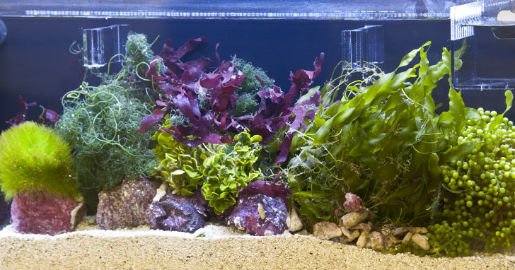 Reef Aquariums: Let "Good" Algae Beat Out the Bad with a Refugium