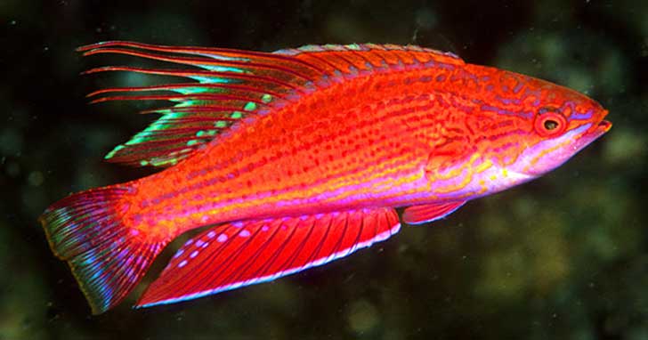 Flasher Wrasse