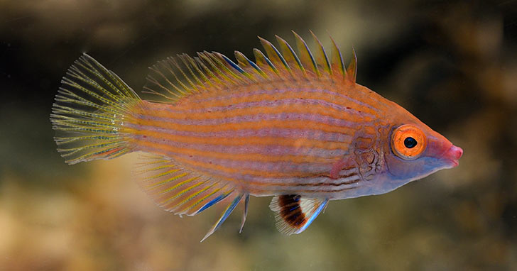 The Best Reef Wrasses; Part 4; Pinkstreaked Wrasse