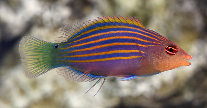 The Best Reef Wrasses; Part 5; Lined Wrasse