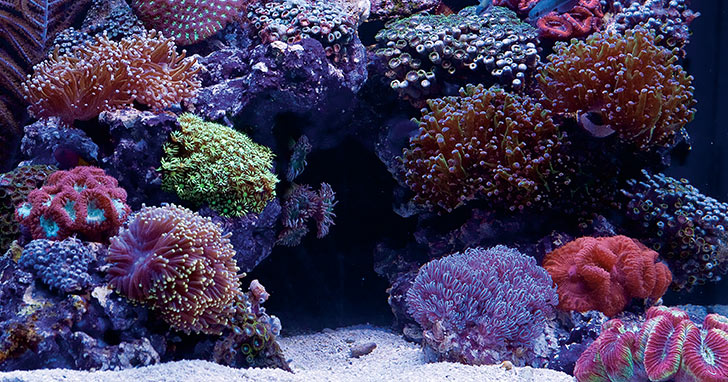 Healthy Reef Aquarium