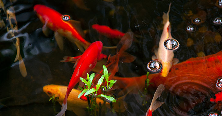 Pond Fish Feeding Tips