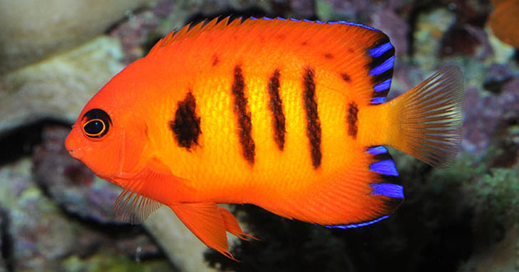 Coral-Friendly Fishes: Selecting Fishes for your Reef Aquarium