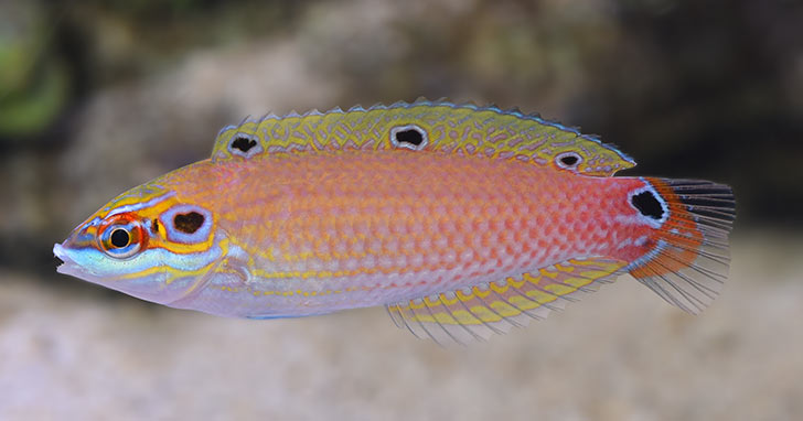 Vanuatu Pylei Wrasse