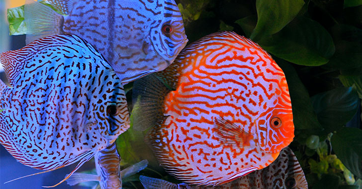 How to Keep the Perfect Discus Aquarium