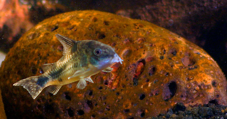 Corydoras Catfish, Freshwater Cleanup Crew