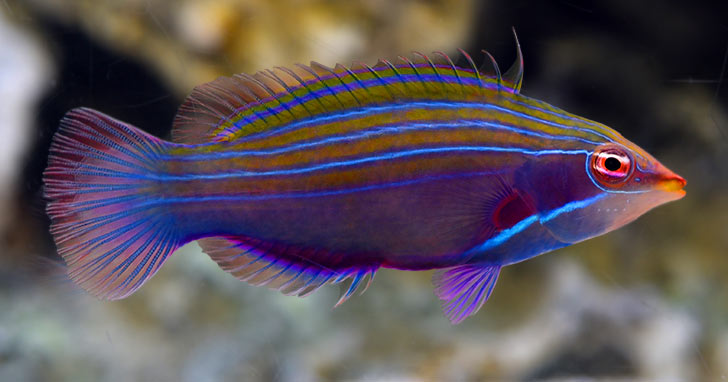 Wrasses for the Small Aquarium