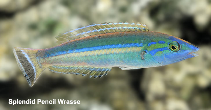 Pencil Wrasses