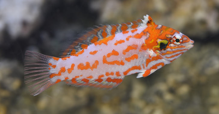 Choats Red Lepoard Wrasse