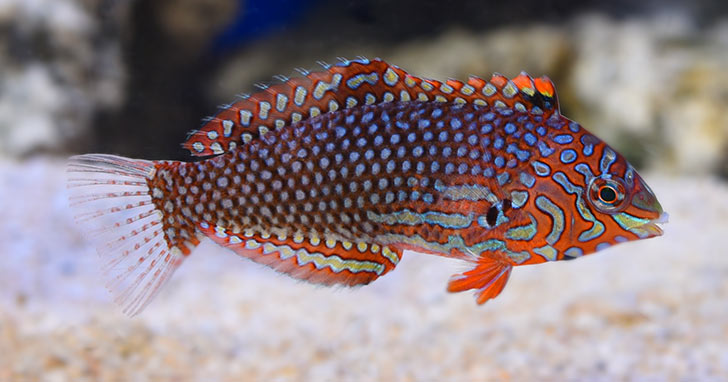 Ornate Leopard Wrasse