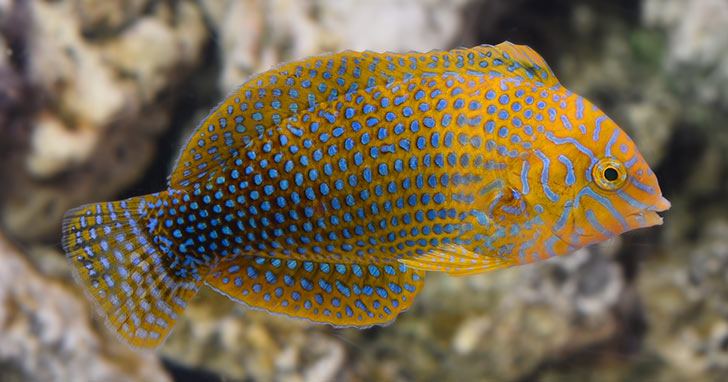 Potters Wrasse