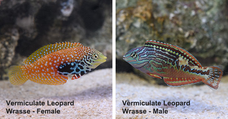 Female Vermiculate Lepoard Wrasse