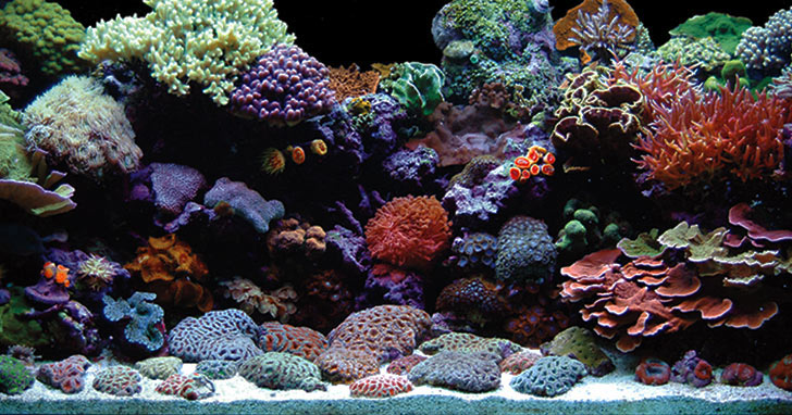 live coral reef