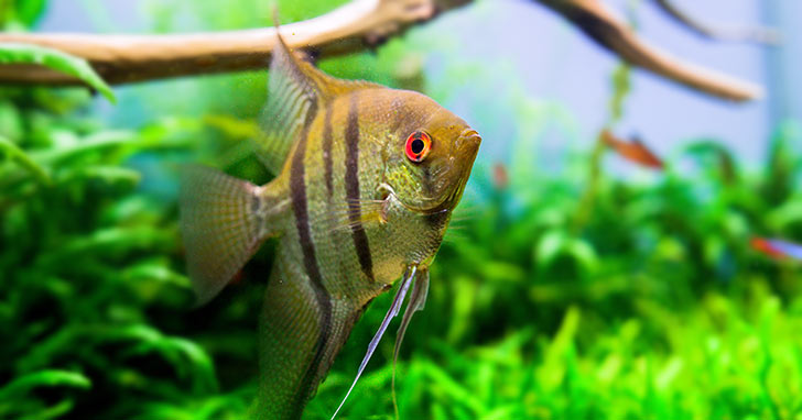 What temperature should my fish tank be? - Thermometer World