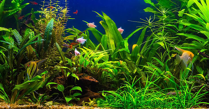 Aquarium Rocks: Safe and Unsafe Rocks to Put in Fish Tanks