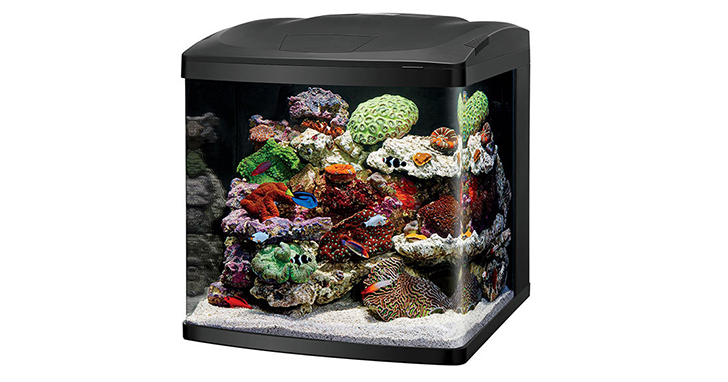 A Closer Look at Nano Reef Aquariums