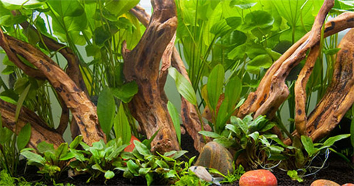 Controlling Algae Growth in the Aquarium