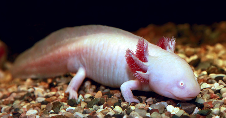 Albino Axolotl
