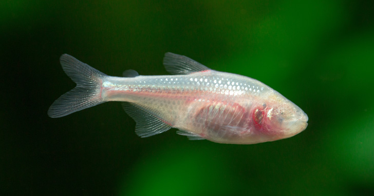 Blind Cave Tetra