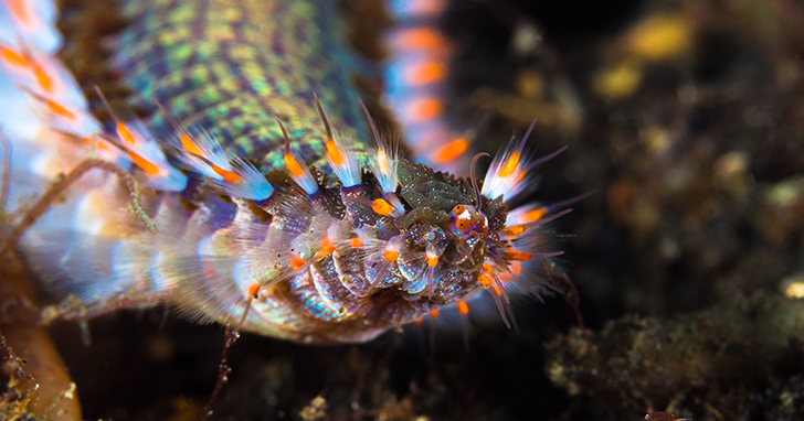 How to Rid Your Saltwater Aquarium of Bristle Worms
