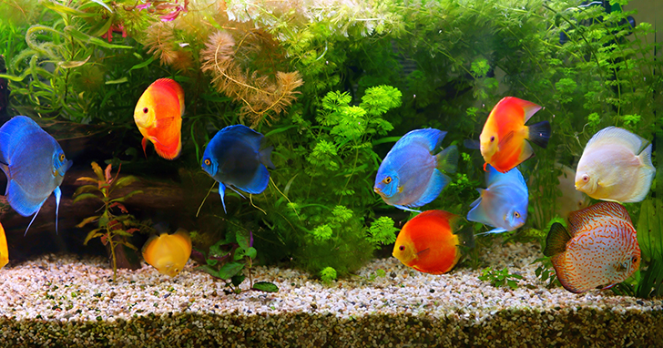 Choosing the Proper Flow Rate for Your Aquarium