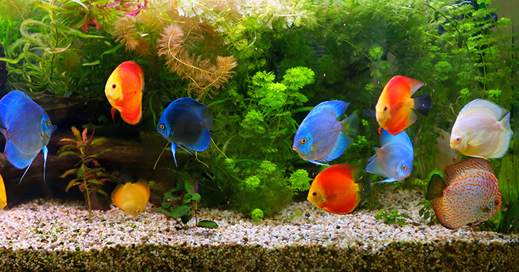 Blue Mickey Mouse Platy