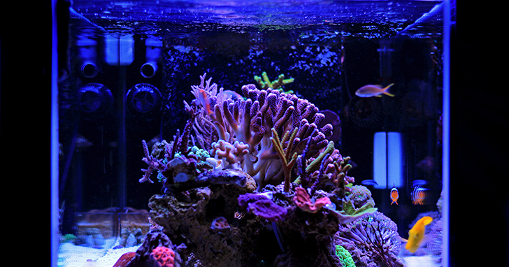 Choosing the Proper Lighting for Your Aquarium 