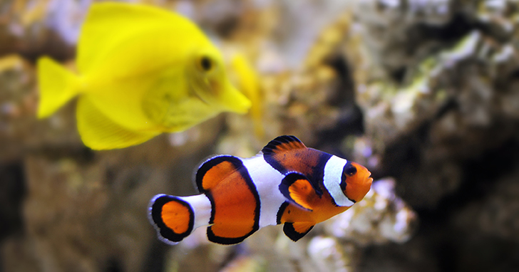 Se venligst samle fort Choosing the Right Fish for Your Aquarium