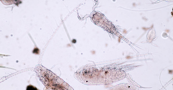 Culture Your Own Copepods at Home