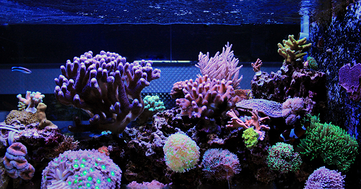 Reef sales tank lighting