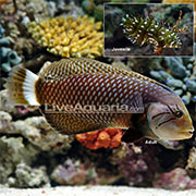 Wrasse