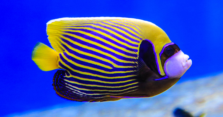 Emperor Angelfish