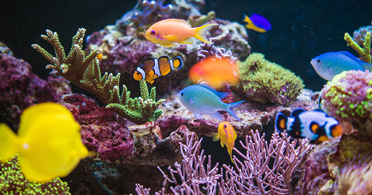 Blue Tangs