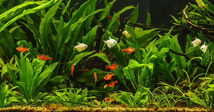 FW Aquariums Easy to Set Up