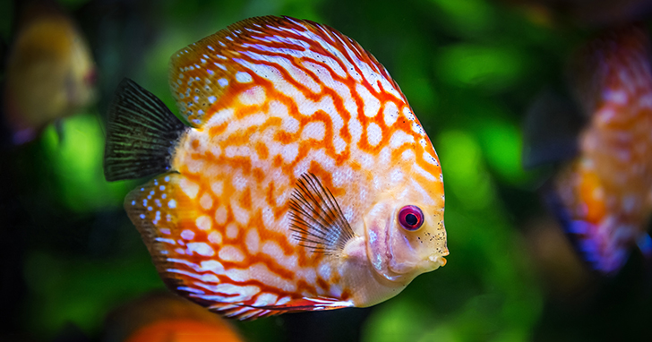 Latticed Butterflyfish