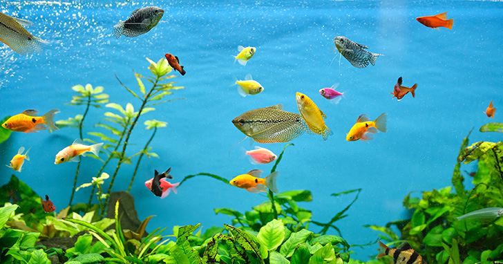 Fish Stocking Guidelines